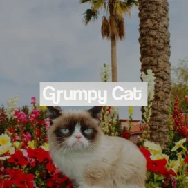 grumpycats